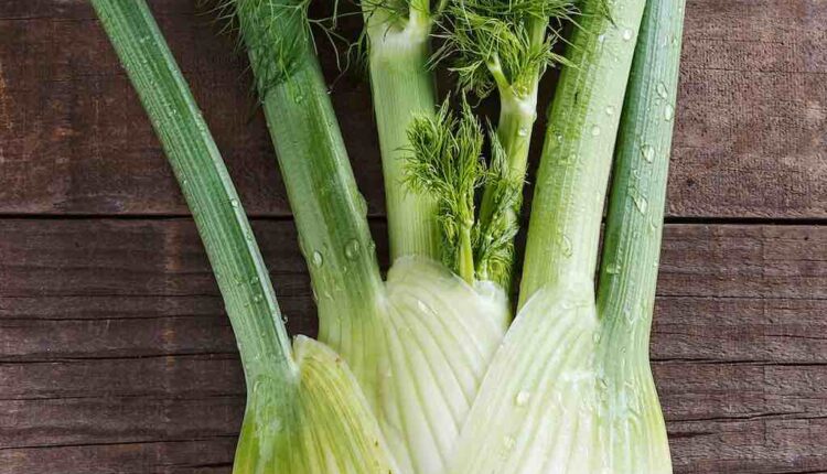 Fennel bulb on rustic wooden background
