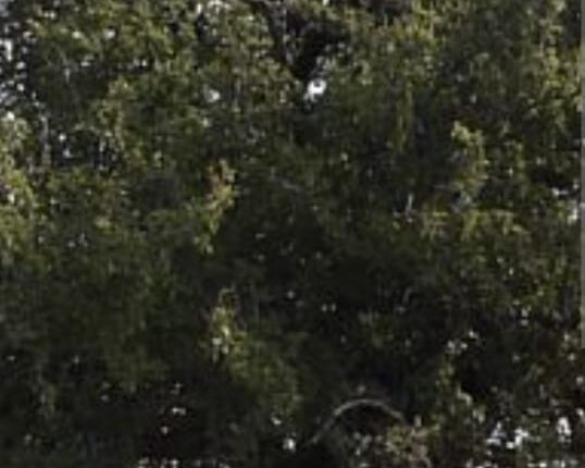 arbol mistol