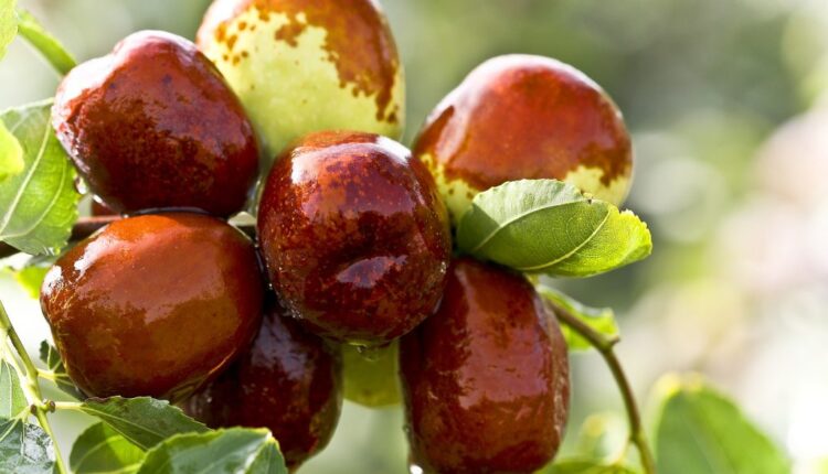 0d113c87-jujube-931587_1920-1024×683
