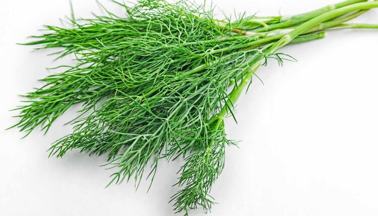 hinojo-propiedades-recetas-4