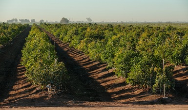 post_220505_AGRICULTURA_RECONVERSI_N_DE_CULTIVOS_BENEFICIO_PRODUCTORES_Y_AMBIENTE-1