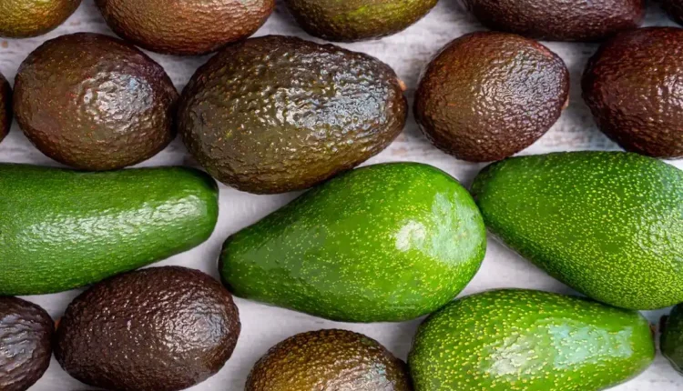 tipos-de-paltas-chilenas