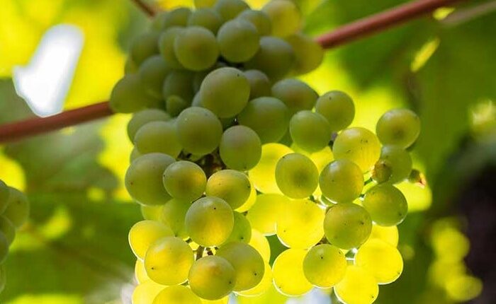 racimos-de-uva-moscatel