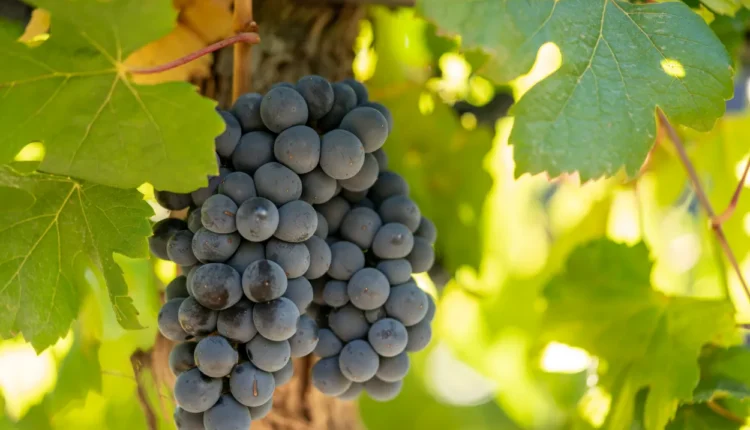 Dia-del-Pinot-Noir-Planeta-Urbano-2024-Bodega-del-Fin-del-Mundo-1