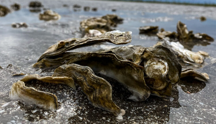 Web_Turismo-Ostras-Carmen-de-Patagones-pocitos_Gentileza-Fotos-Turismo-Carmen-de-Patagones-Pocitos