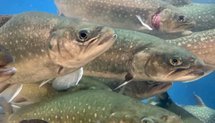 muchos-peces-nadan-en-el-agua-salmón-azul-de-un-supermercado-comestibles-gran-armario-acuario-trucha-viva-una-pescadería-177120575