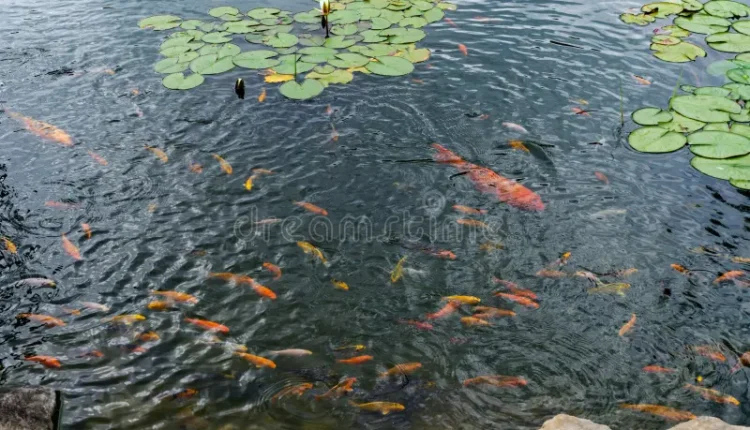pond-lot-fish-lily-pads-water-clear-calm-there-many-swimming-446847327